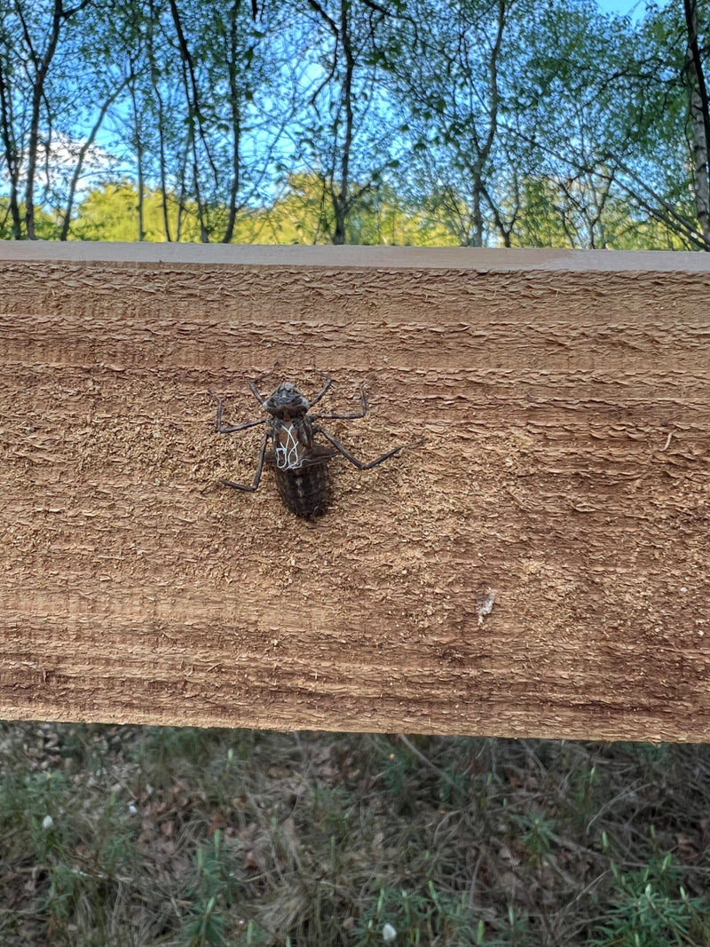 Grande libellula (Exuvia) — Bild 2