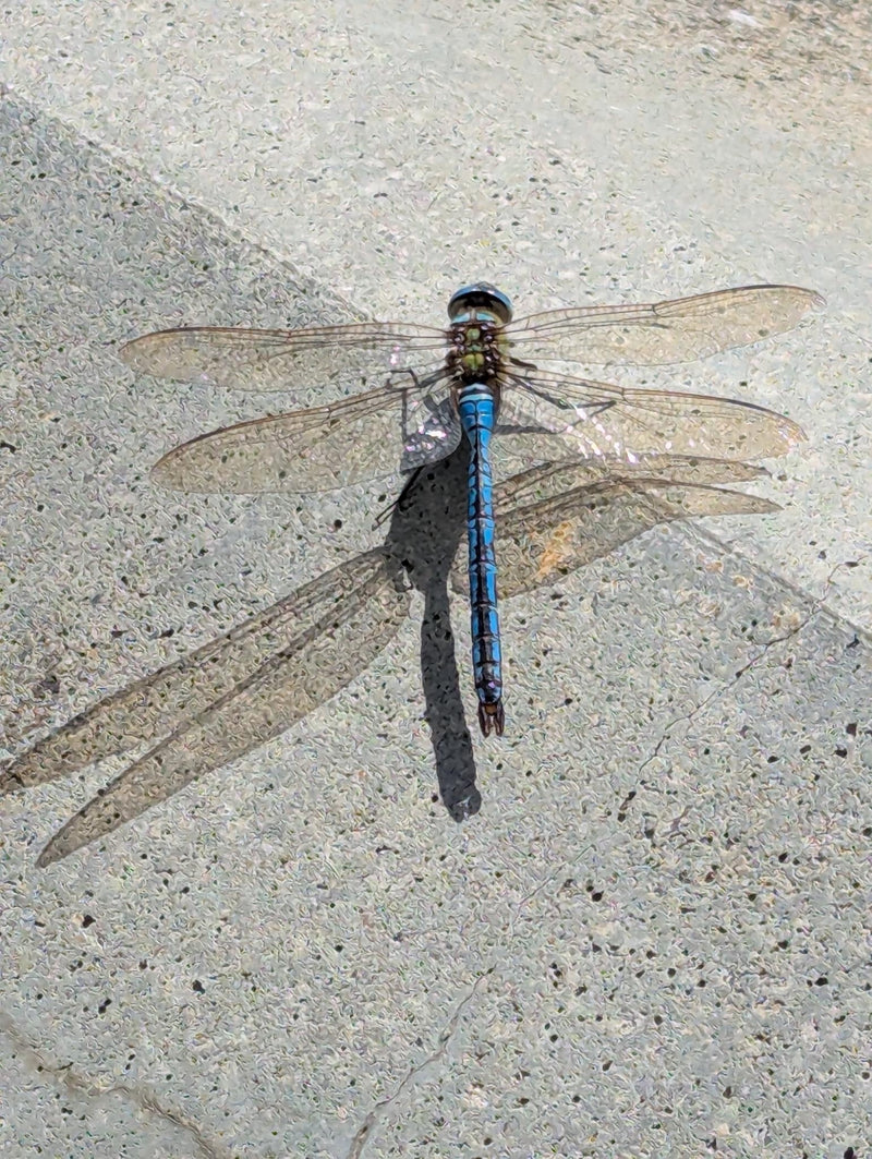 Grande libellula (larva) — Bild 1