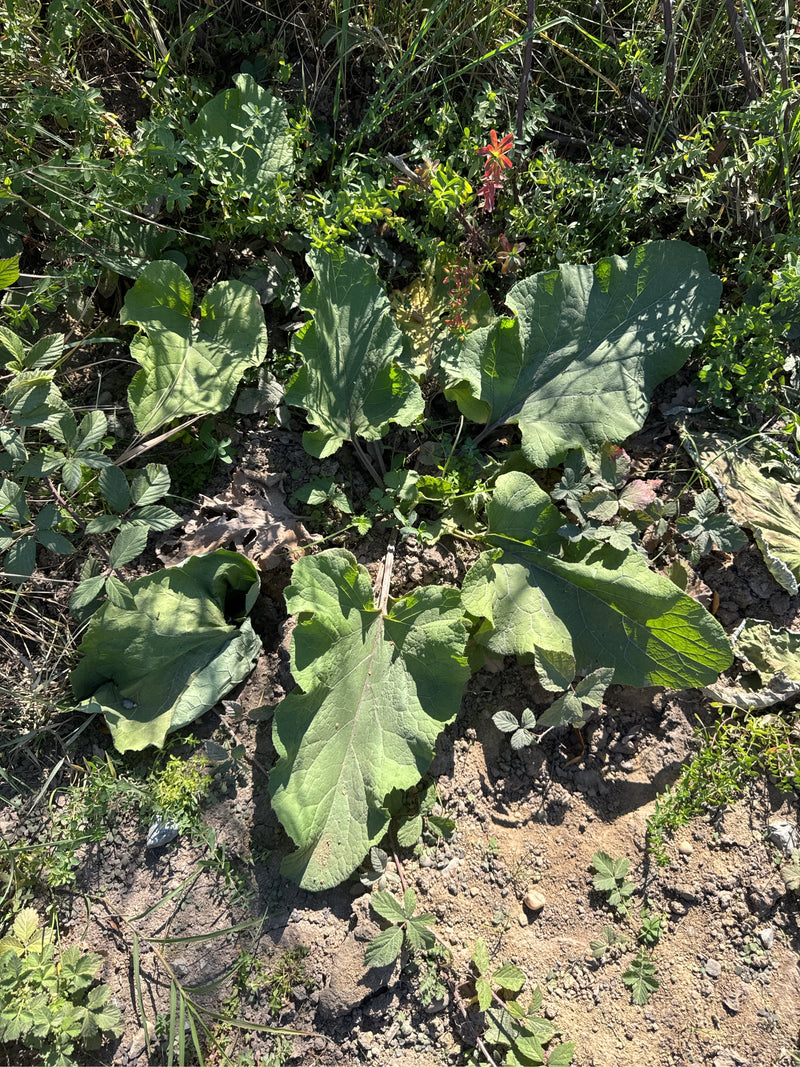 Una rosetta basale di bardana maggiore cresce su un terreno secco e terroso circondata da erbe selvatiche.