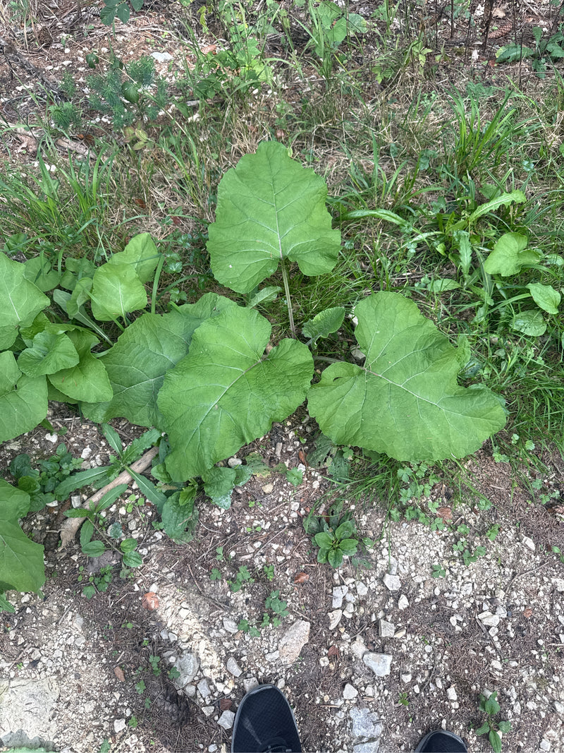 L'immagine mostra una giovane lappola maggiore con le sue foglie tipicamente grandi e a forma di cuore. La pianta cresce direttamente sul bordo di un sentier...