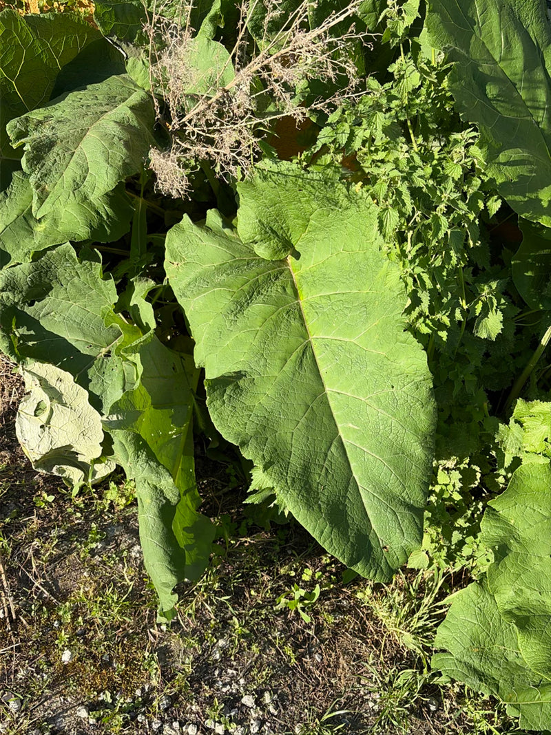 L'immagine mostra una grande foglia verde di bardana maggiore circondata da altre piante e terreno. La caratteristica nervatura fogliare è chiaramente visibile.