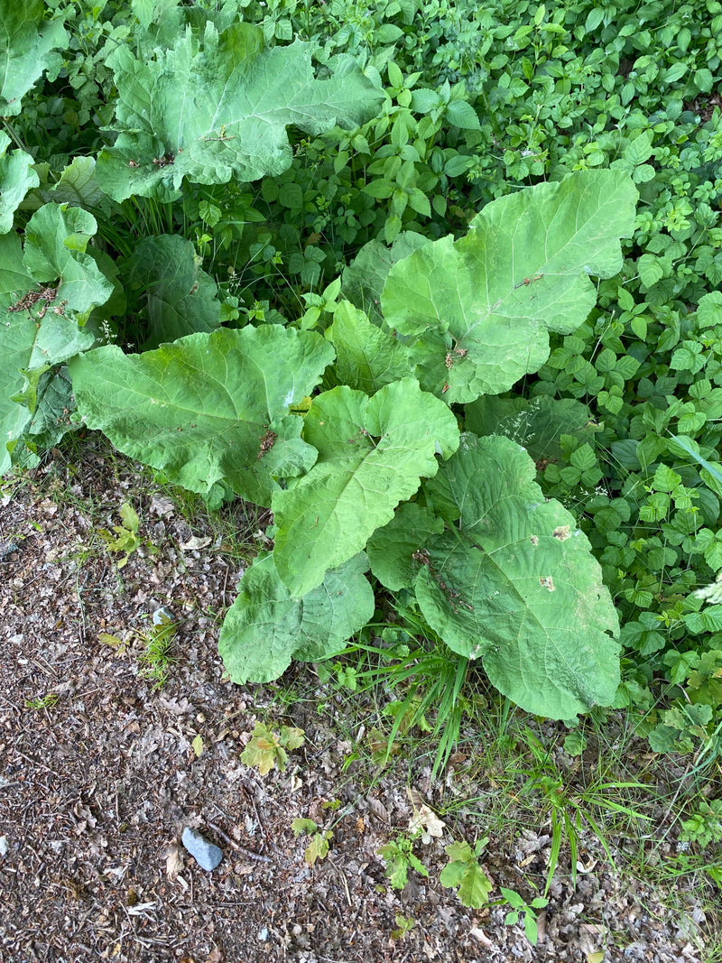 L'immagine mostra le grandi foglie verdi del lappolone maggiore che crescono su un terreno ricoperto di fogliame. Lo scatto è ripreso dall'alto.