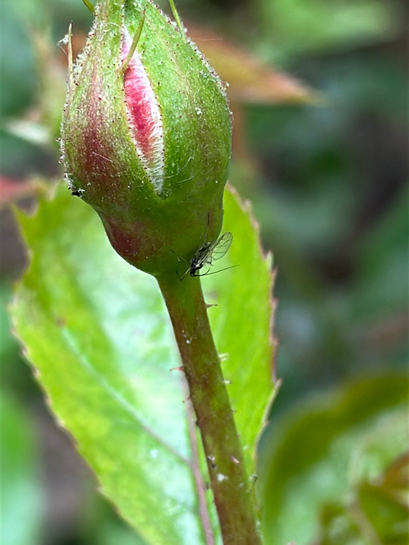 L'immagine mostra un grande afide della rosa posato su un bocciolo di rosa verde. L'insetto è immortalato in primo piano su uno sfondo di foglie verdi.
