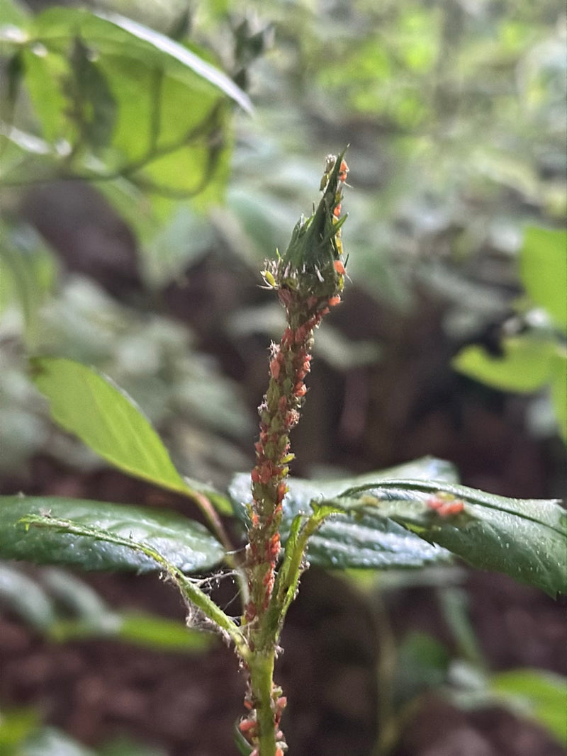 Numerosi grandi afidi della rosa sono fittamente raggruppati su uno stelo e un bocciolo di rosa verde. Si nutrono della linfa della pianta.
