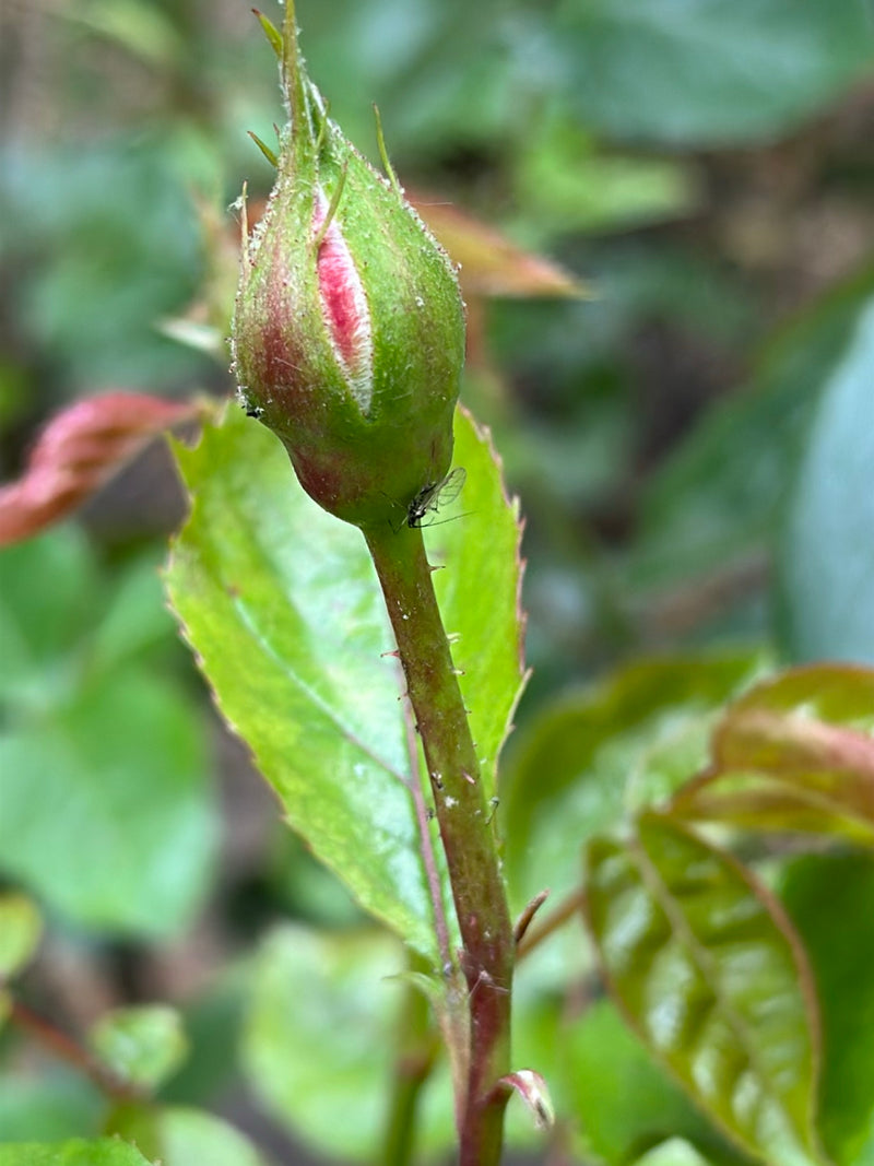 Diversi grandi afidi della rosa sono visibili su un bocciolo di rosa e sul gambo. Gli insetti riposano sulla pianta.