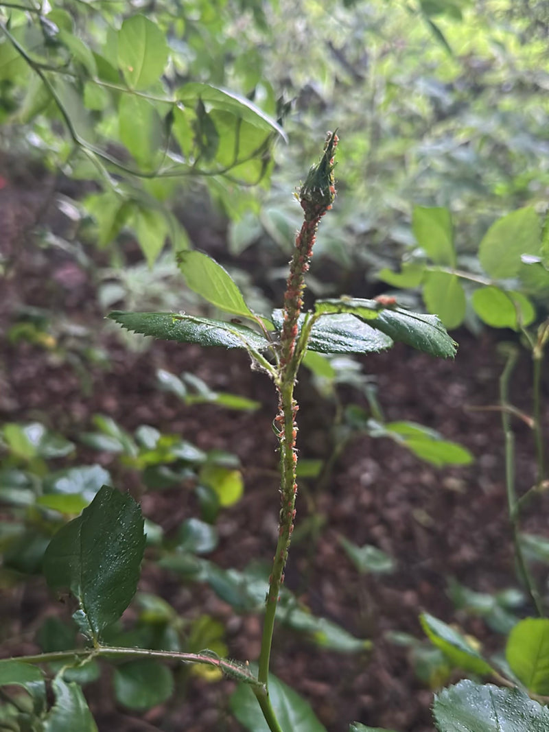 Numerosi grandi afidi della rosa sono fittamente stipati sui steli e sul bocciolo di una pianta di rosa. Si nutrono della linfa della pianta.