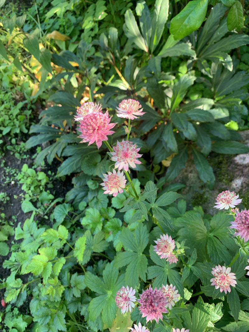 Ombrella di stelle — Bild 1