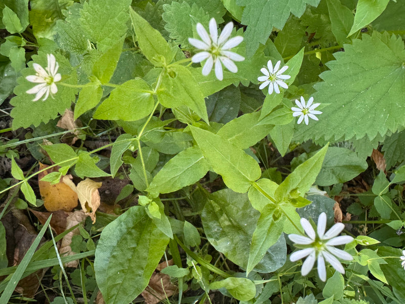 L'immagine mostra la cerastio maggiore con i suoi caratteristici fiori bianchi e foglie opposte. La pianta cresce in un ambiente ricco di verde.