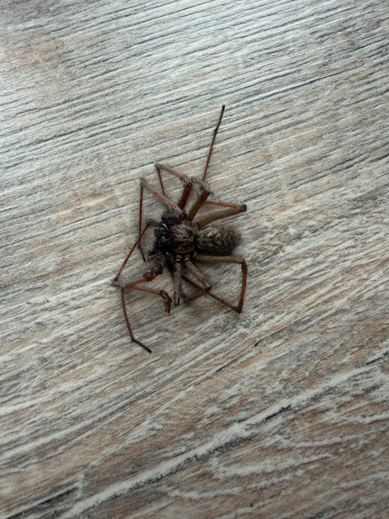 Un ragno domestico gigante si trova su un pavimento di legno chiaro. Il motivo tipico e le zampe lunghe sono chiaramente visibili.