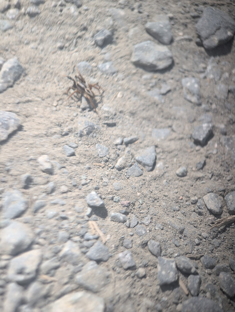 Grande ragno lupo — Bild 2