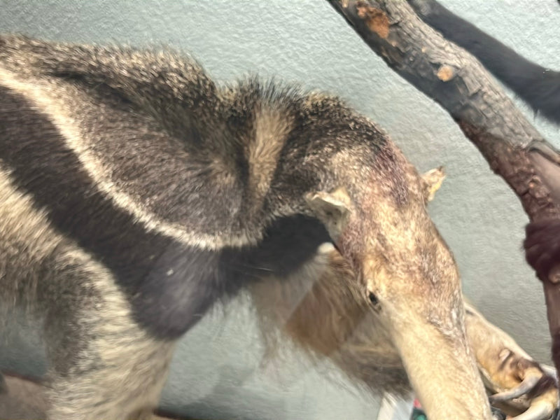 Großer Ameisenbär — foto 1 di 1