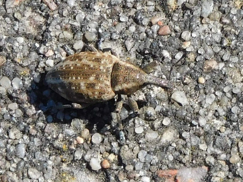 Grande punteruolo del bozzolo del trifoglio — Bild 1