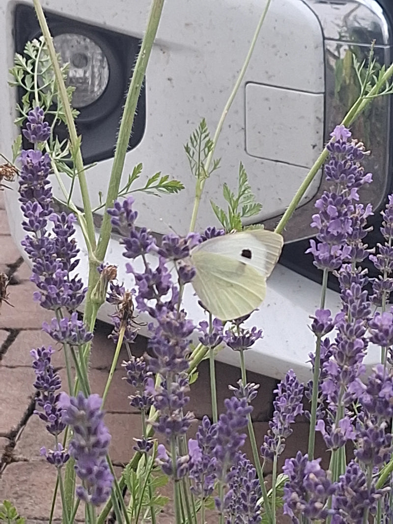 Una cavolaia maggiore è posata sui fiori viola di lavanda mentre si nutre. Sul fondo si intravede un veicolo bianco.