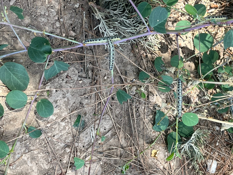 Diversi bruchi di cavolaia riposano sulle foglie verdi e sui fusti di una pianta sopra il terreno asciutto. Sono chiaramente visibili.