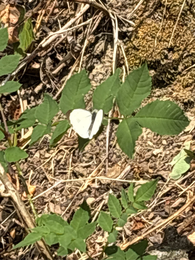 Una cavolaia maggiore si riposa su foglie verdi sopra un terreno di terra e residui vegetali secchi. La farfalla riposa con le ali chiuse.