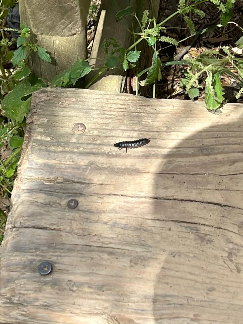 Una larva di lucciola striscia su una chiara asse di legno all'aperto. L'insetto segmentato è chiaramente visibile.