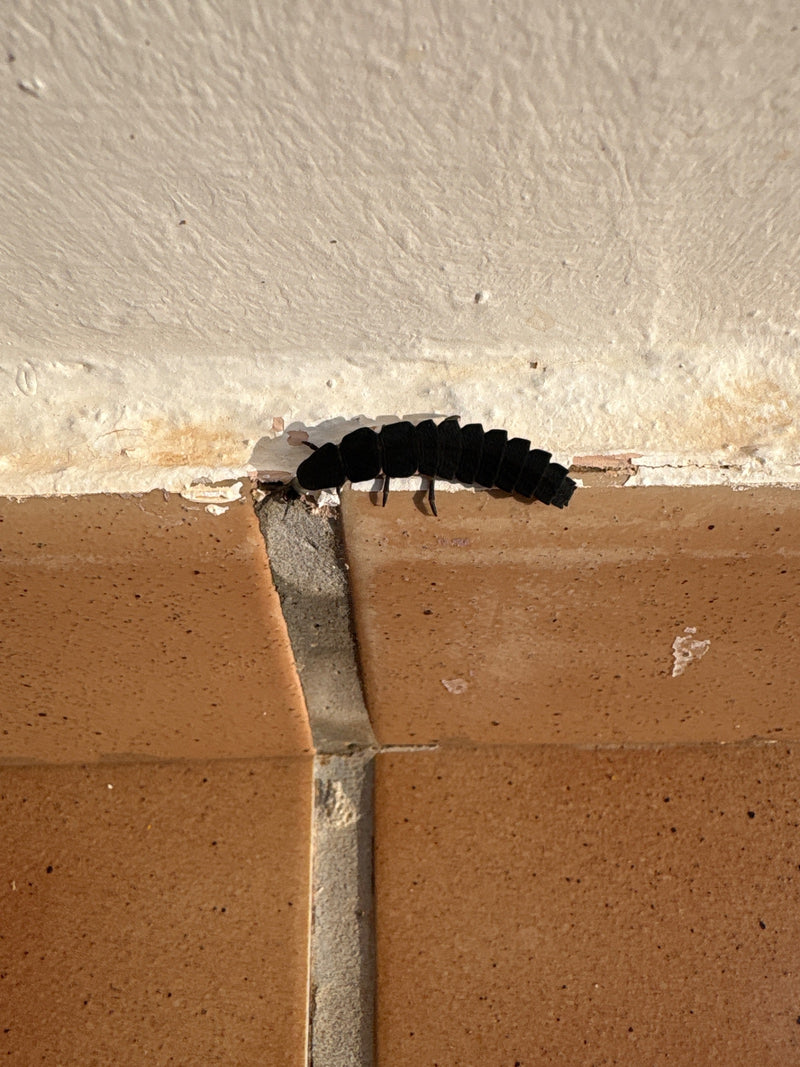 Una larva di lucciola comune striscia lungo il bordo di un muro sopra delle piastrelle.