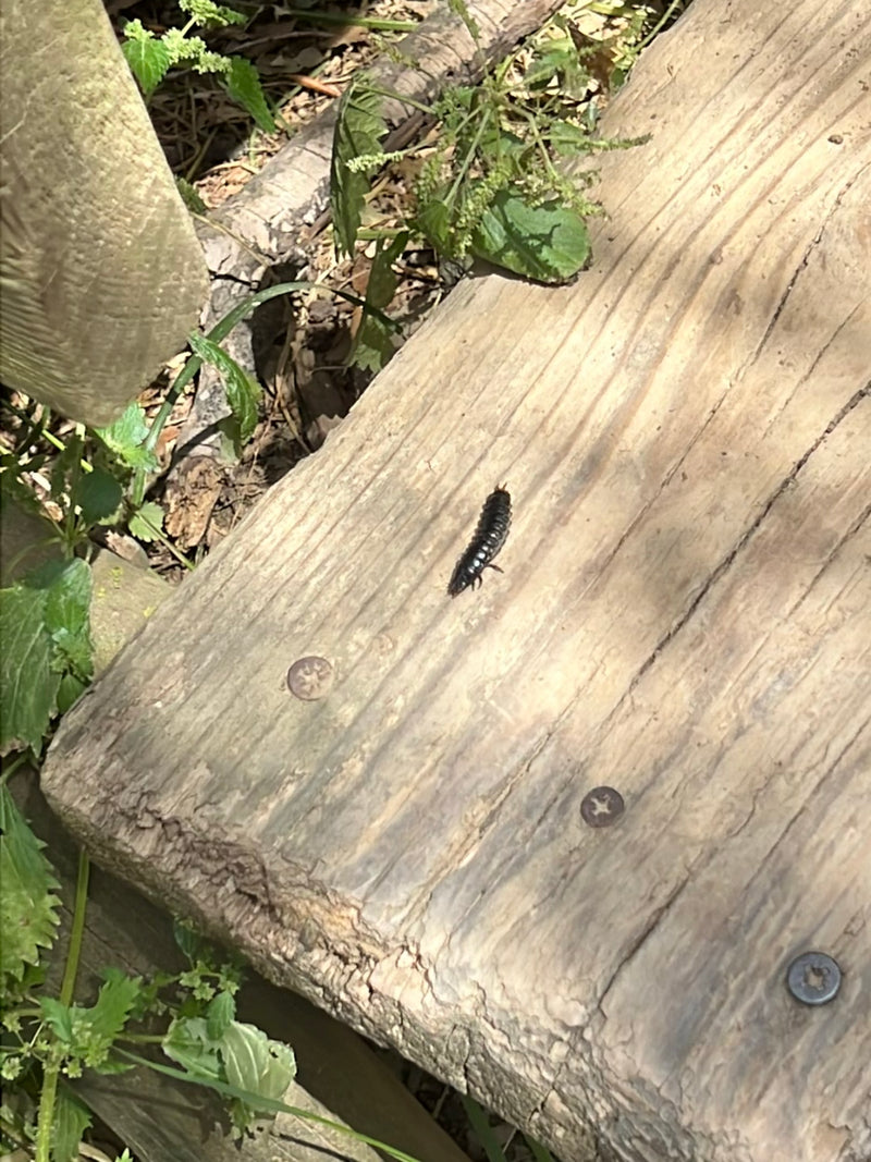 La larva scura della lucciola striscia su una superficie di legno. È chiaramente visibile mentre si sposta.