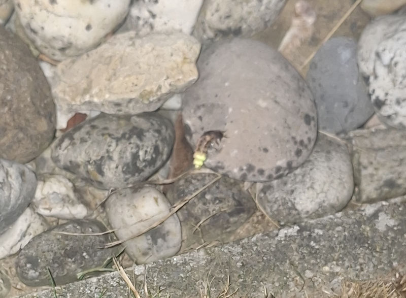 L'immagine mostra una lucciola seduta su una pietra. L'insetto si trova su una superficie rocciosa.