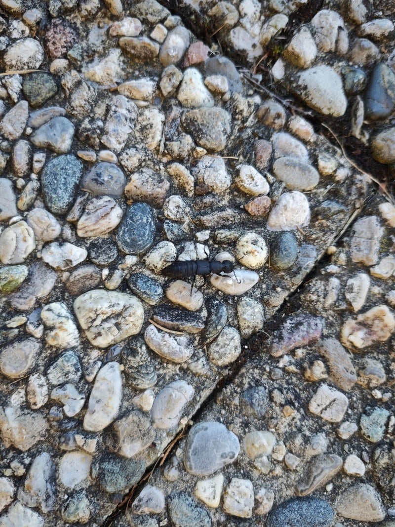 Un ocipo odoroso striscia visto dall'alto su un terreno di piccoli ciottoli.