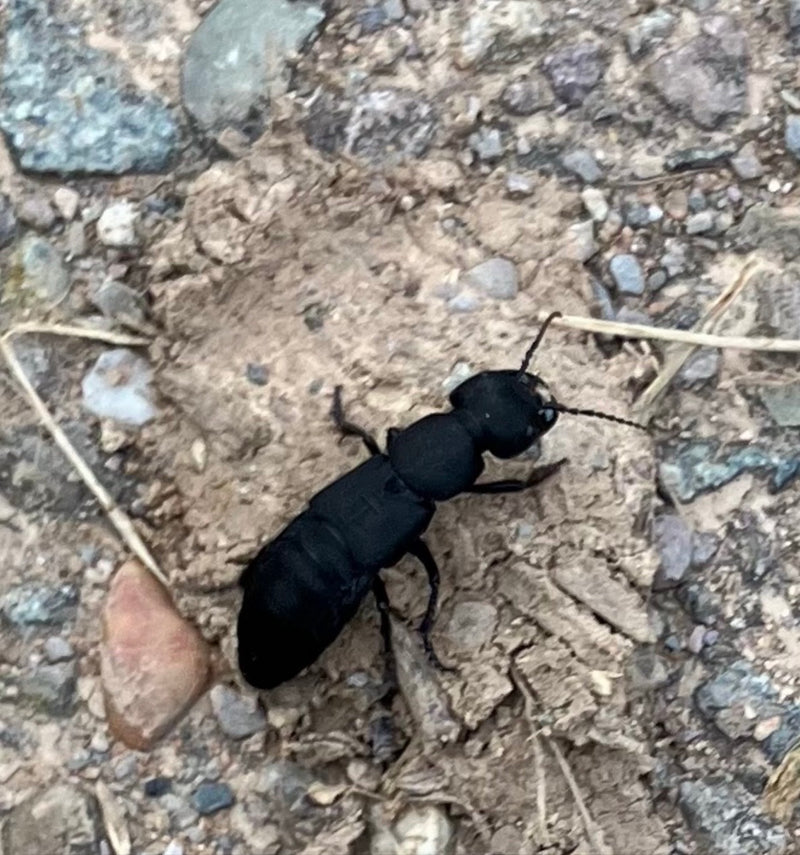 L'immagine mostra un coleottero stafilinide nero che cammina su un terreno sassoso. L'insetto mostra il suo tipico corpo nero allungato.