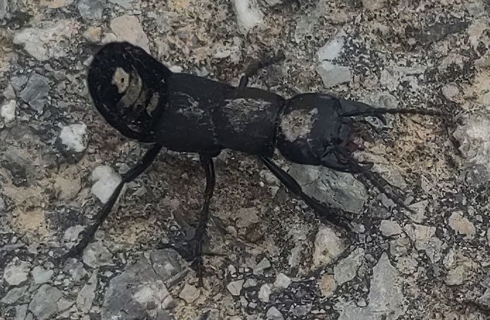 Un coleottero olente si trova su un terreno sassoso, mostrando la sua tipica postura minacciosa con l'addome sollevato. Il suo corpo nero e allungato e le fo...