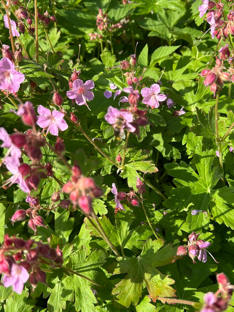 Grande Cranesbill — Bild 1