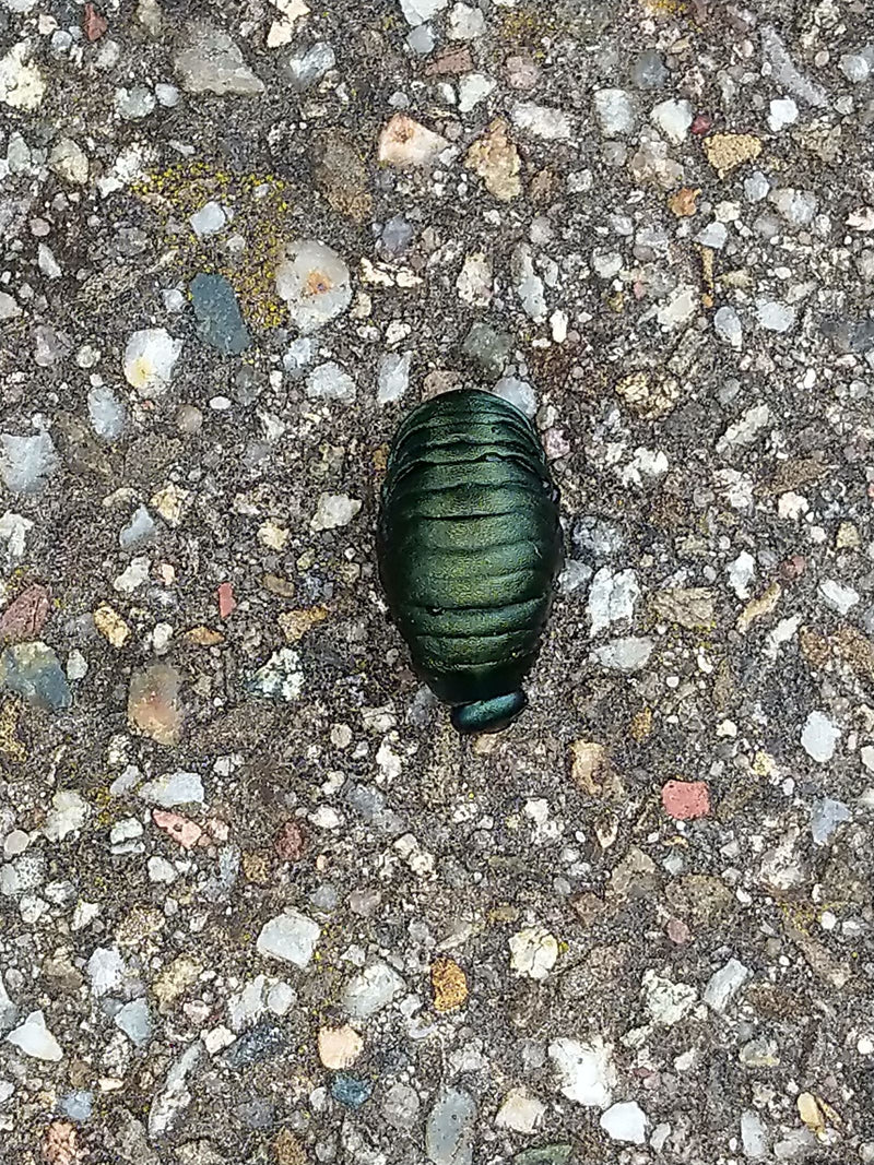 Großer blauschwarzer Blattkäfer — Bild 1