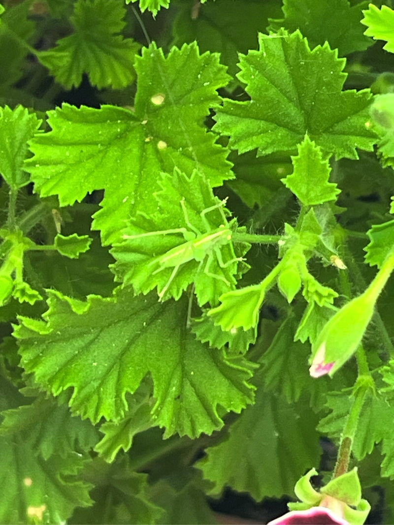 L'immagine mostra una ninfa di locusta verde posata su una foglia verde. La prospettiva dall'alto cattura il giovane insetto nel suo ambiente naturale.