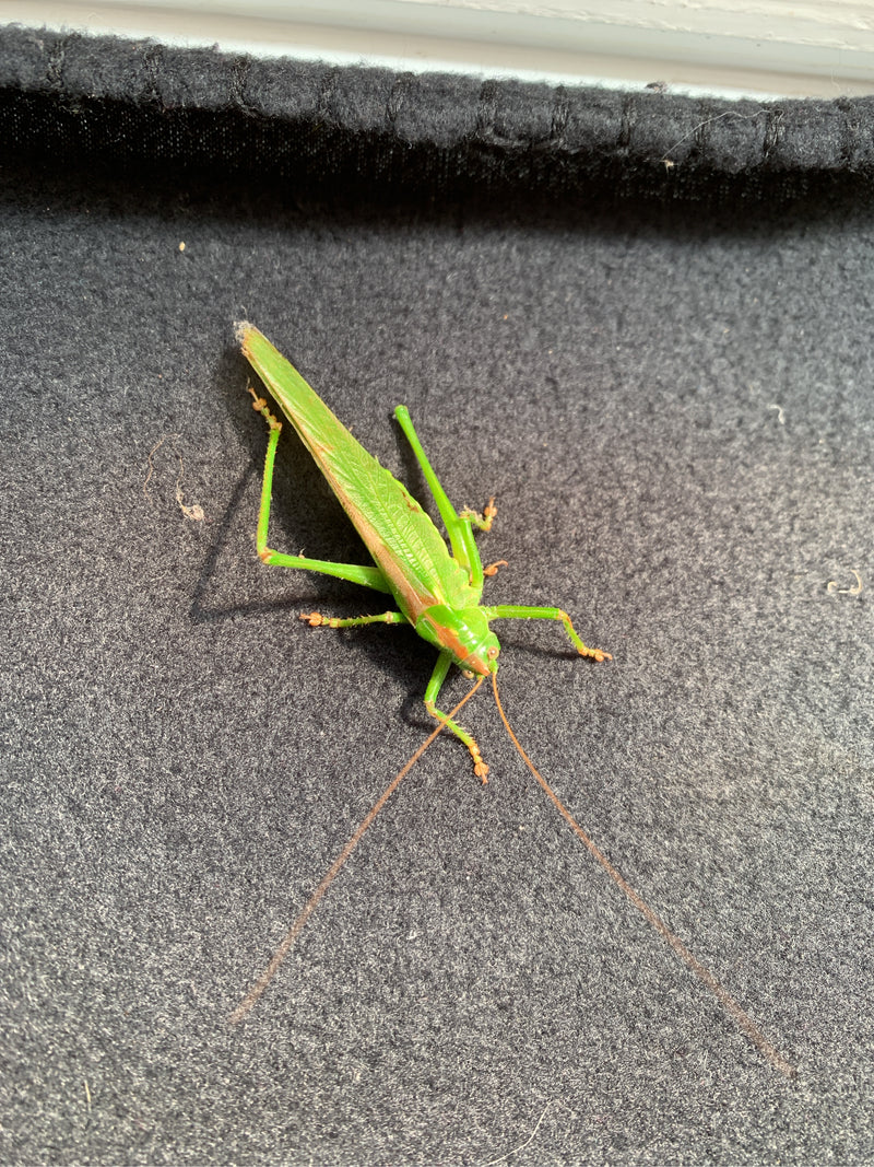 Un esemplare adulto di cavalletta verde comune riposa su una superficie di tessuto scuro, visto dall'alto.