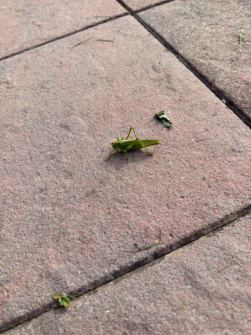 Un grillo verde si trova su un pavimento di pietra rossa. L'insetto è visto di lato.