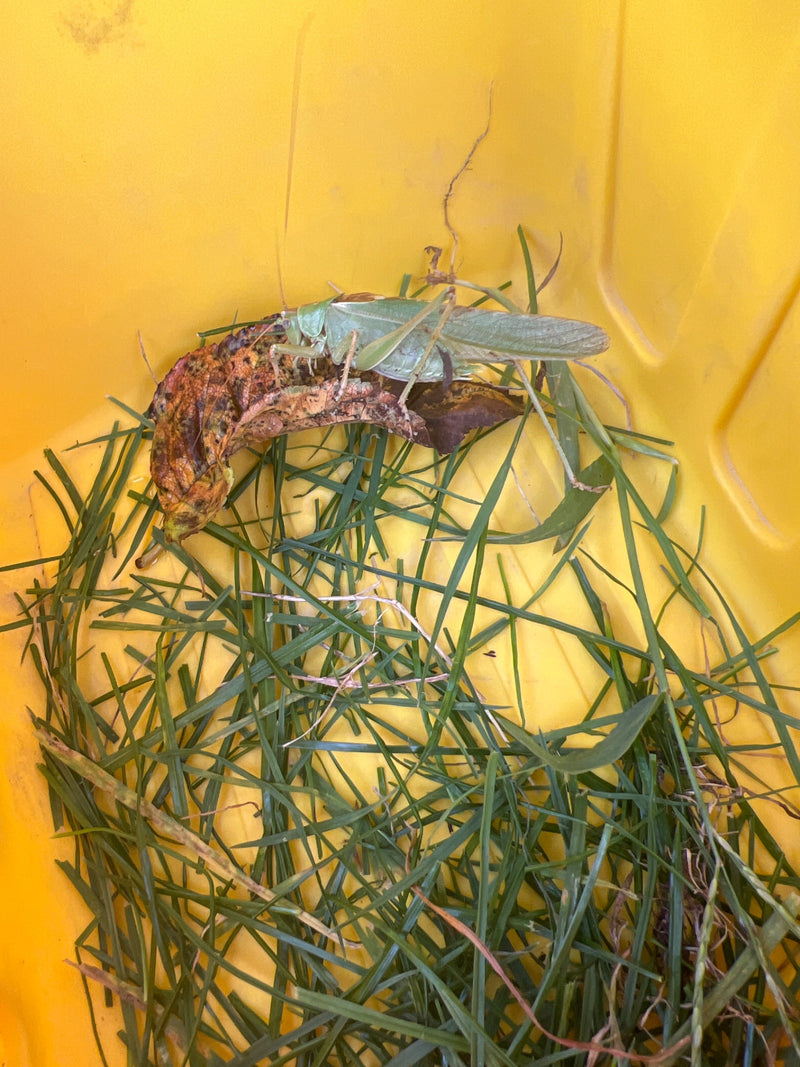 Una grande locusta verde si trova su una foglia secca all'interno di un contenitore giallo con erba. L'insetto è chiaramente visibile con la sua tipica color...