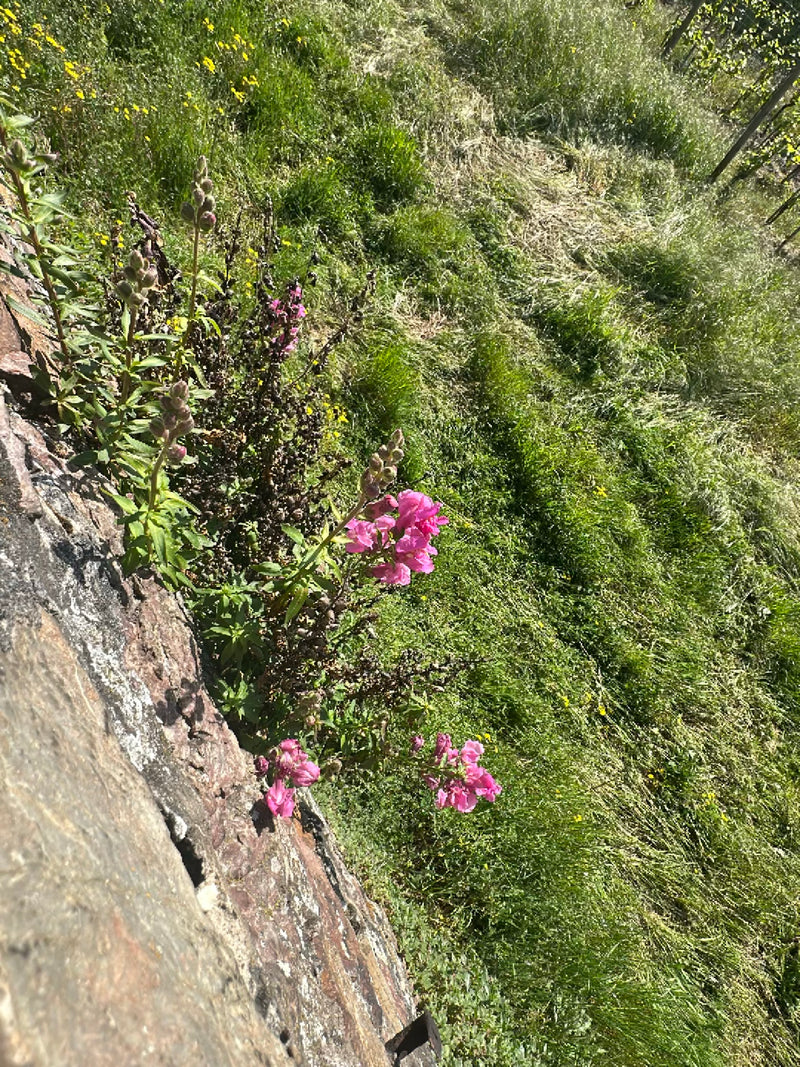 Bocche di leone — Bild 2