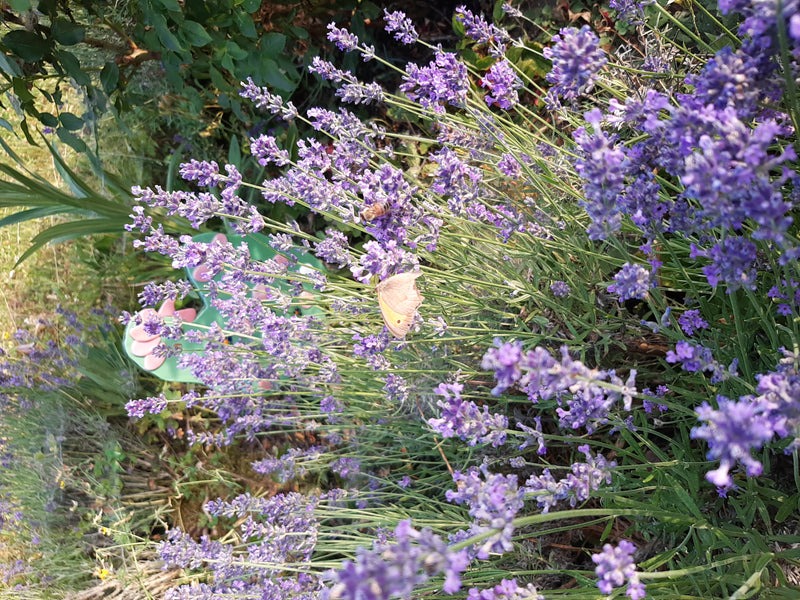 Grande occhio di bue — Bild 1