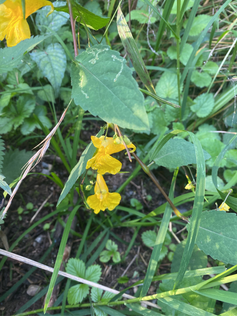 Großes Springkraut — foto 3 di 3