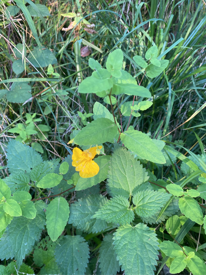 Großes Springkraut — foto 1 di 3