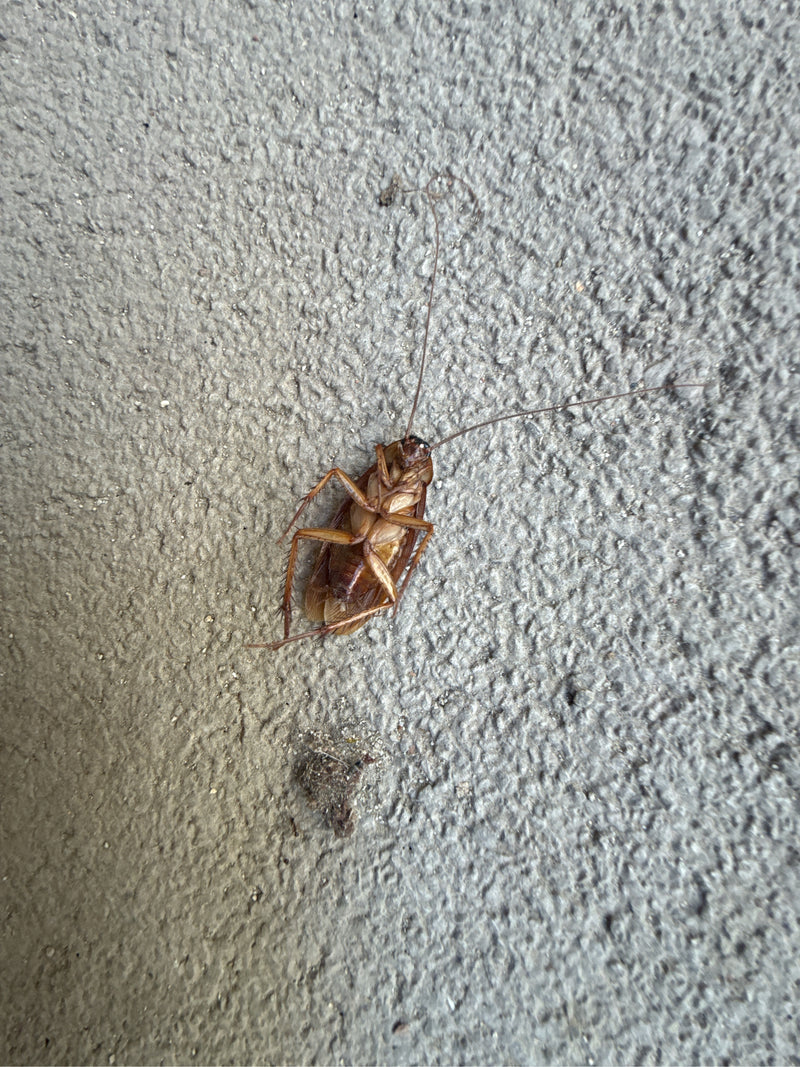 Grande scarafaggio (Periplaneta sp.) — Bild 2
