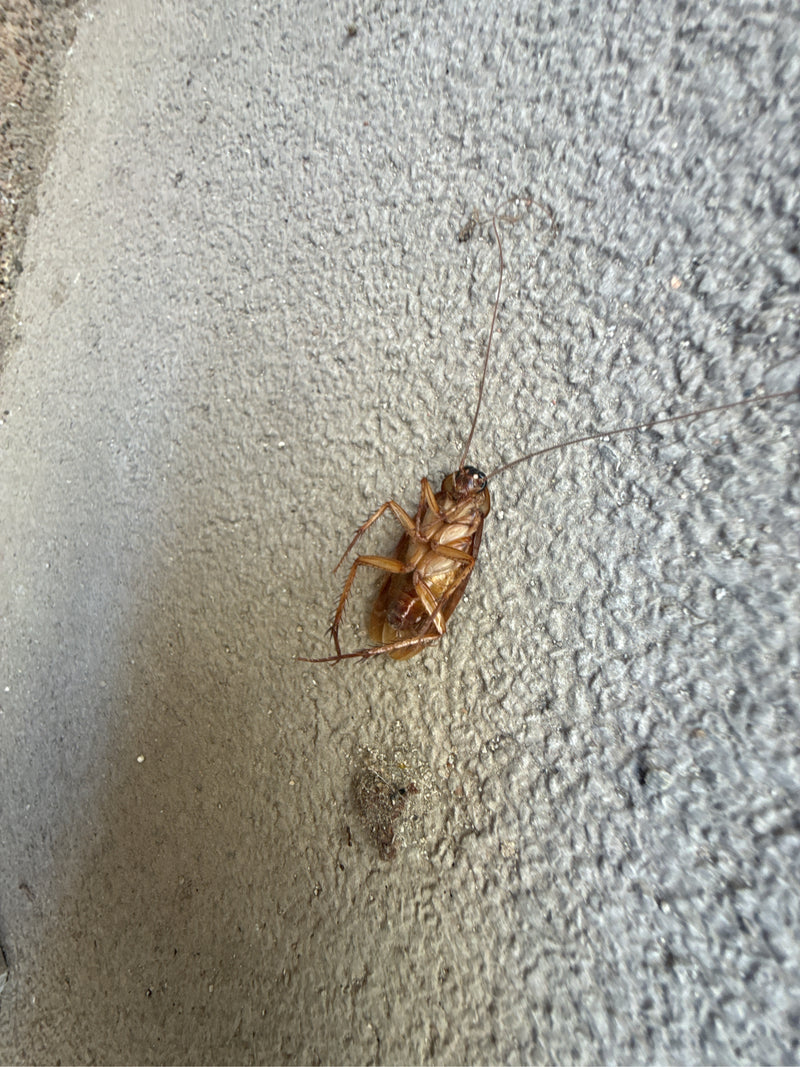 Grande scarafaggio (Periplaneta sp.) — Bild 1
