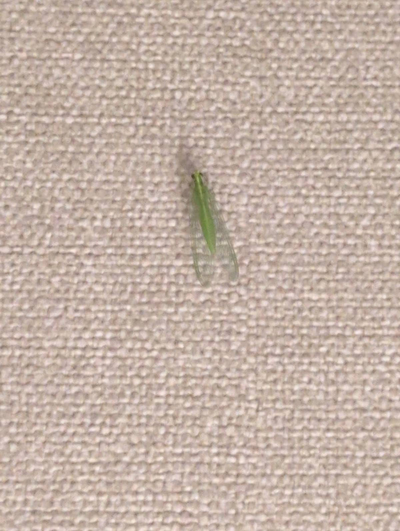Lacewing verde — Bild 1