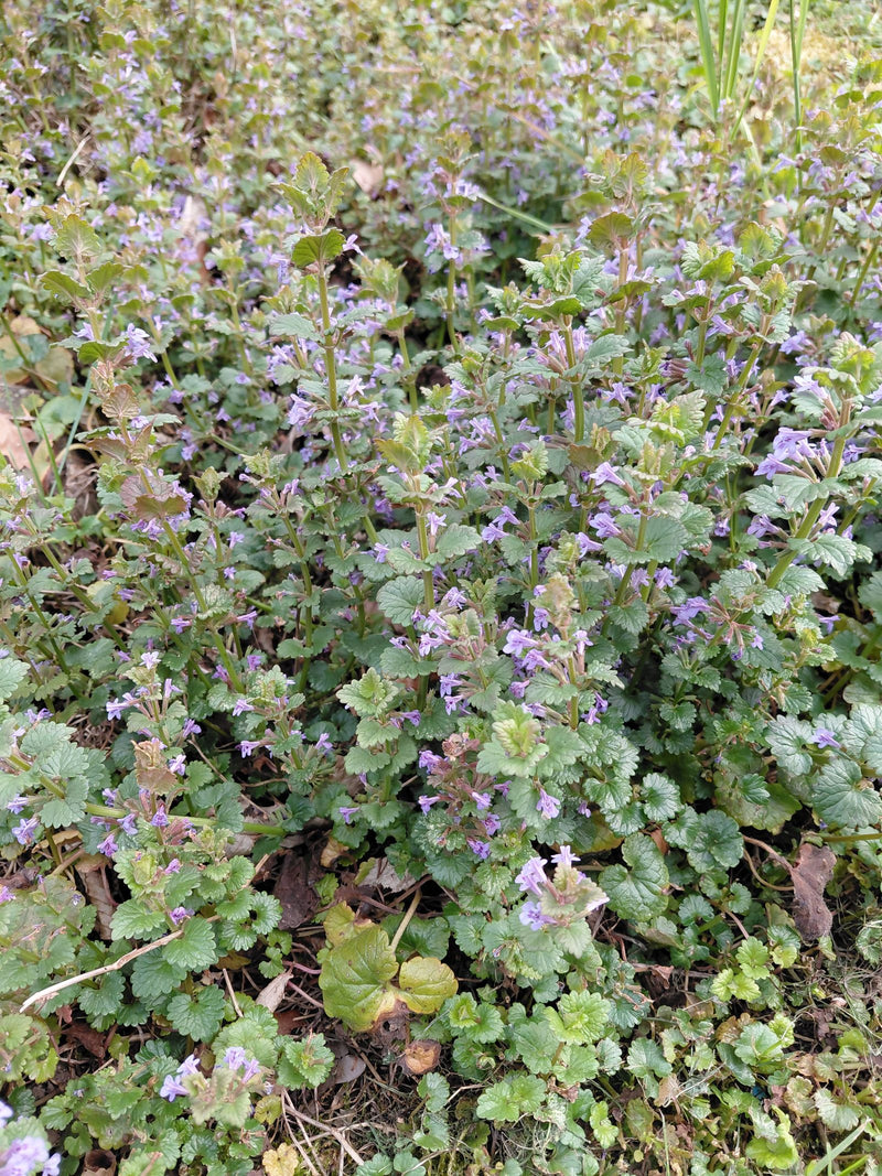 È visibile una densa chiazza di edera terrestre con foglie reniformi e piccoli fiori viola sul terreno. Lo scatto mostra le piante dall'alto nel loro ambient...