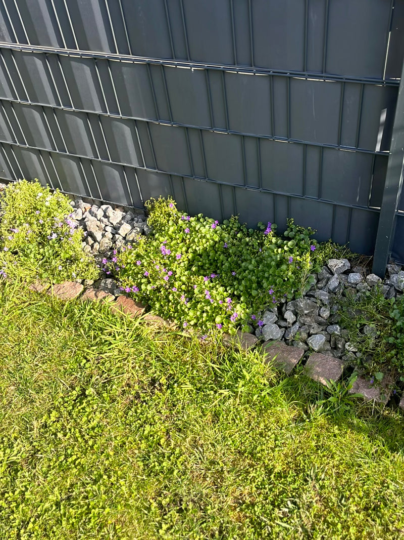 L'immagine mostra una pianta di edera terrestre in fiore con caratteristicheffiori viola. Cresce in un'aiuola da giardino lungo una recinzione metallica grigia.