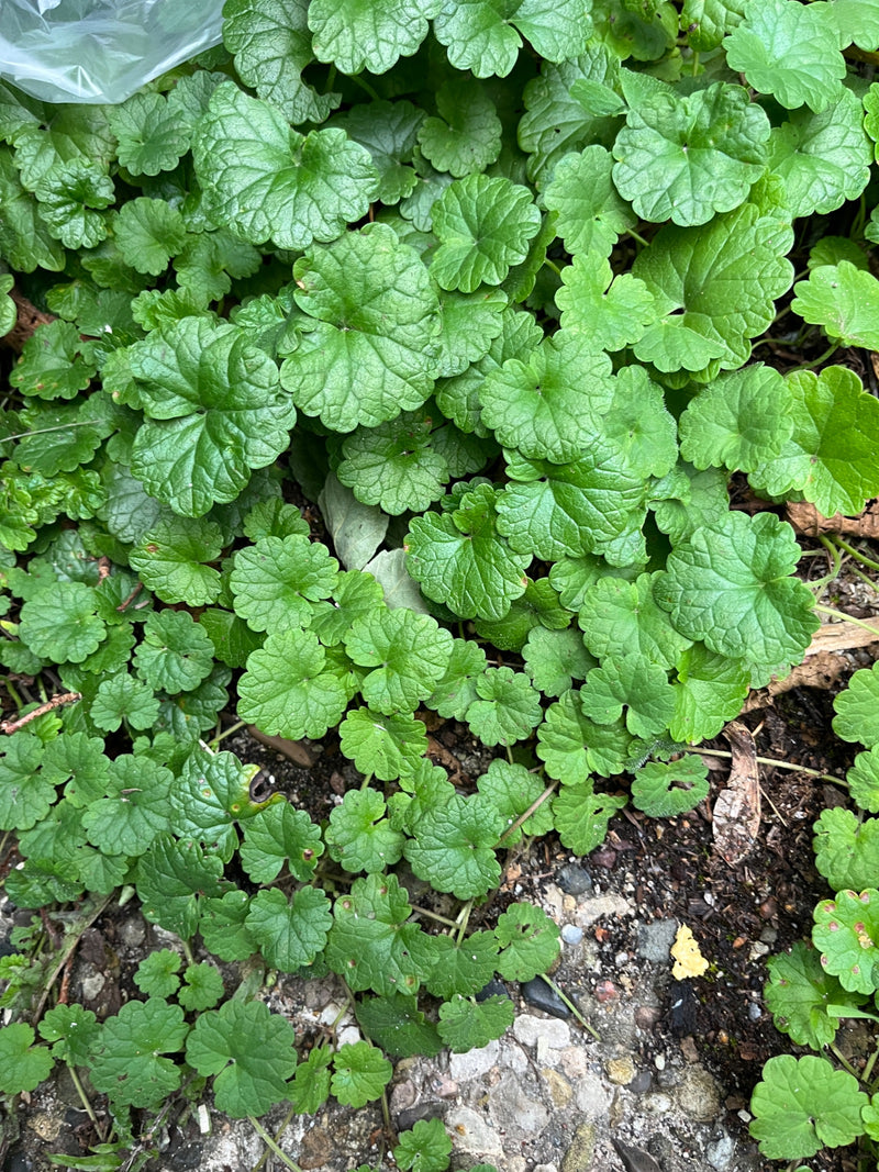 L'immagine mostra un denso tappeto di edera terrestre verde che cresce sul terreno. Le caratteristiche foglie a forma di rene con bordi smerlati sono raffigu...