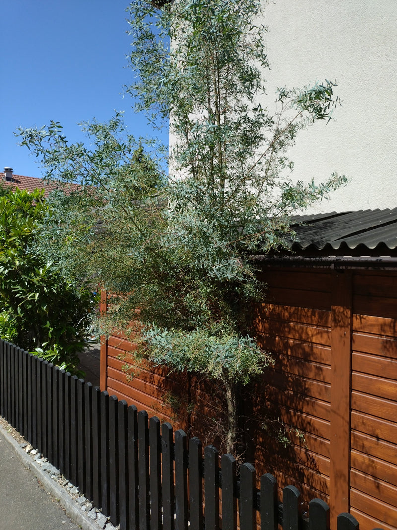 Gunn-Eukalyptus — Bild 1
