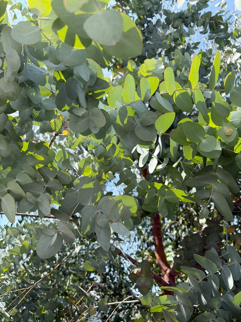 Eucalipto Gunn — foto 5 di 9
