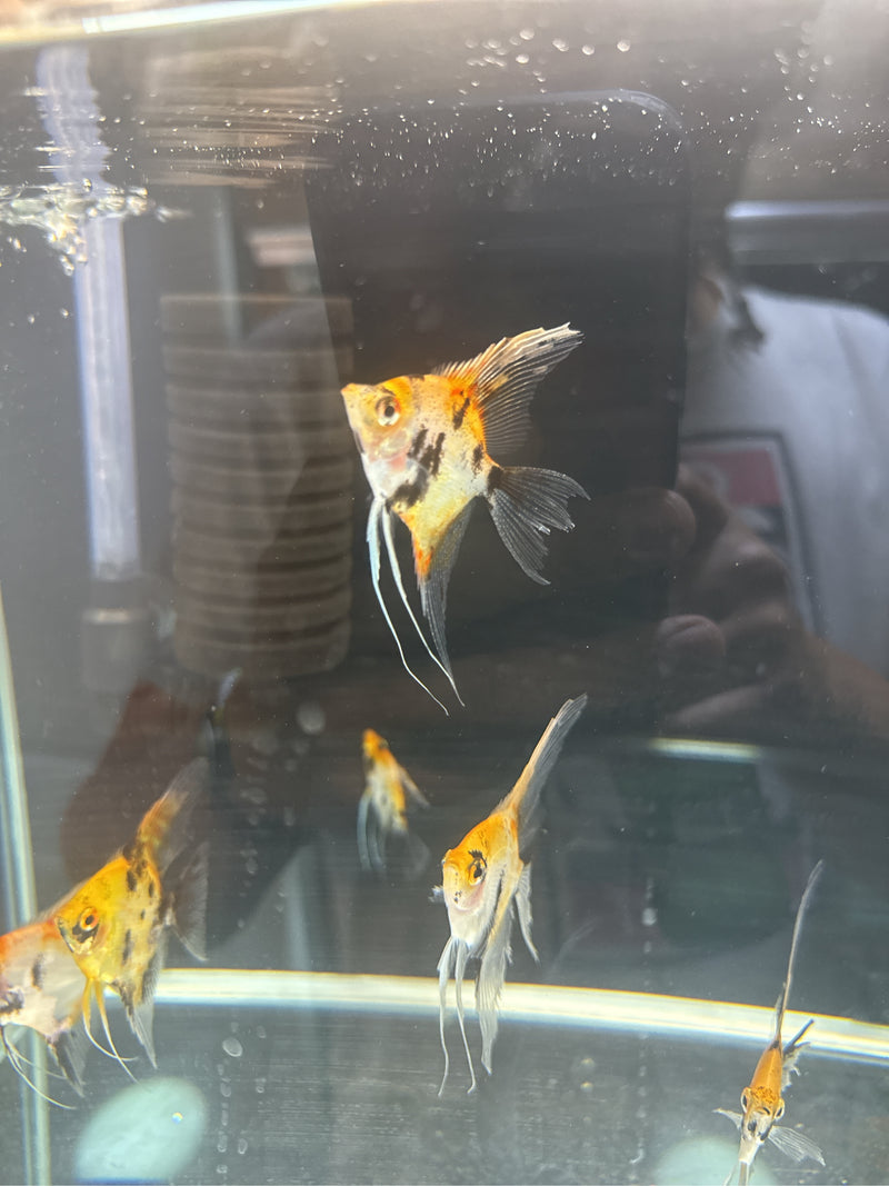 guppy — Bild 2