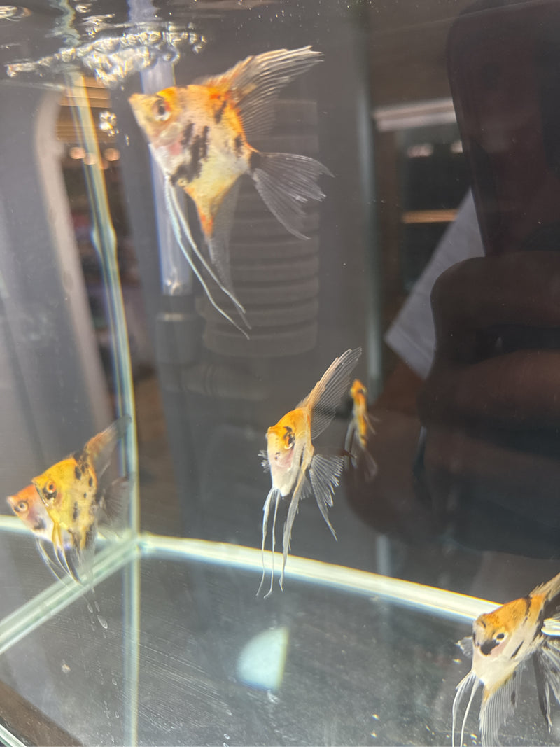 guppy — Bild 3