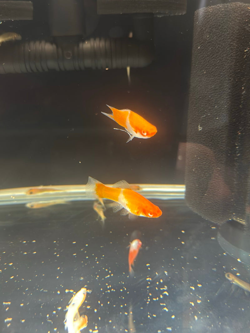 guppy — Bild 5