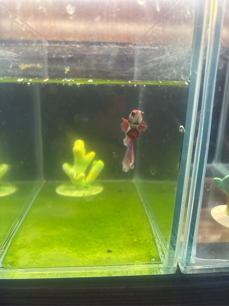 guppy — Bild 1