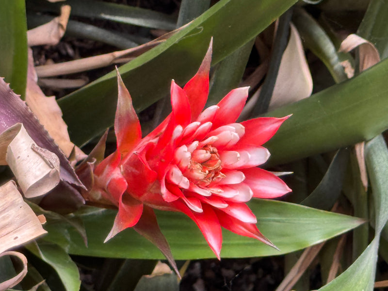 Una Guzmania lingulata in fiore con brattee di colore rosso brillante circondata da foglie verdi.