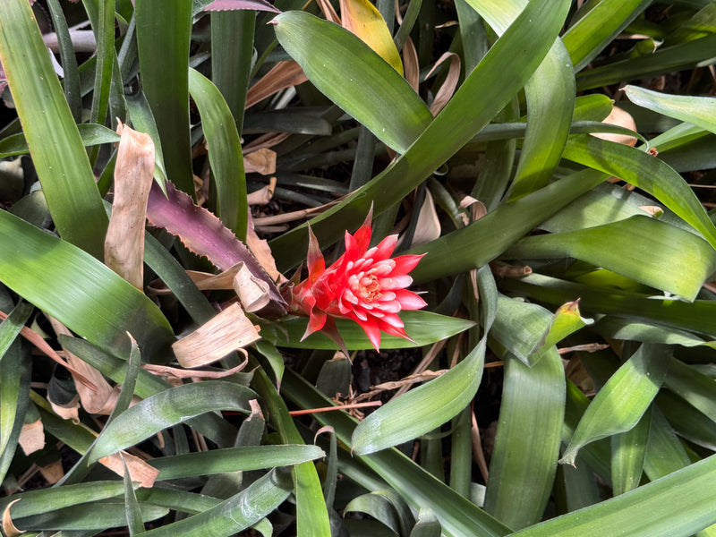 Una Guzmania lingulata con un'infiorescenza rossa brillante circondata da fitte foglie verdi.